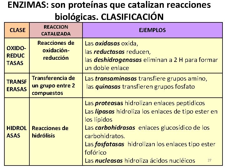 ENZIMAS: son proteínas que catalizan reacciones biológicas. CLASIFICACIÓN CLASE OXIDOREDUC TASAS REACCION CATALIZADA Reacciones