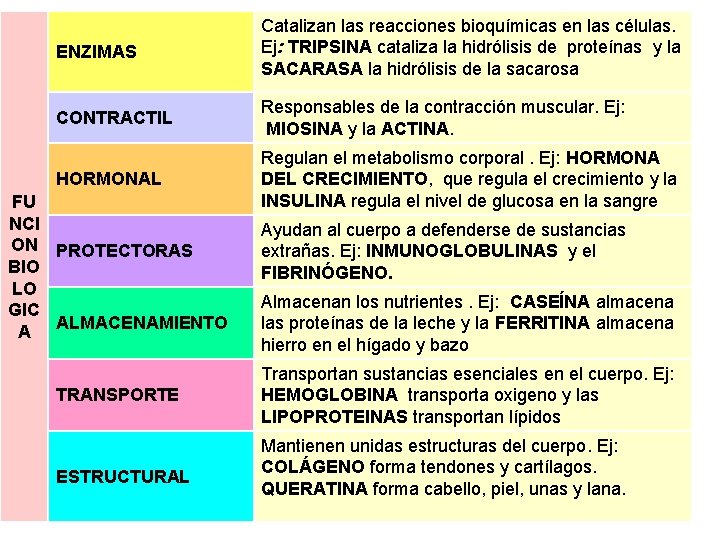 ENZIMAS Catalizan las reacciones bioquímicas en las células. Ej: TRIPSINA cataliza la hidrólisis de
