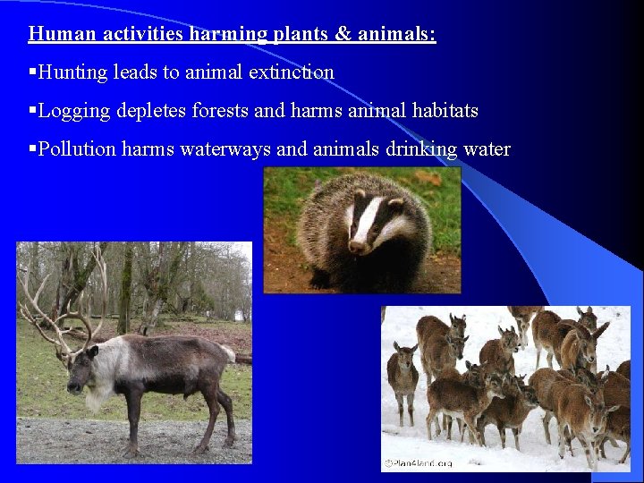 Human activities harming plants & animals: §Hunting leads to animal extinction §Logging depletes forests