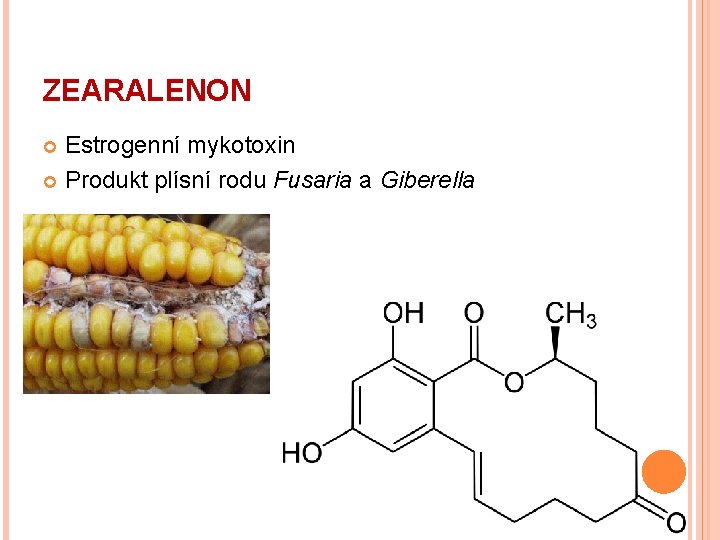 ZEARALENON Estrogenní mykotoxin Produkt plísní rodu Fusaria a Giberella 