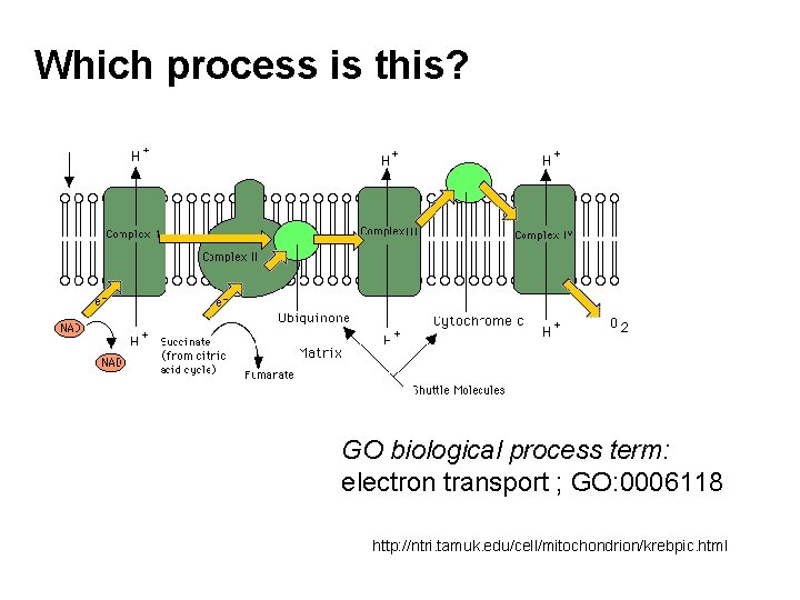 Which process is this? GO biological process term: electron transport ; GO: 0006118 http: