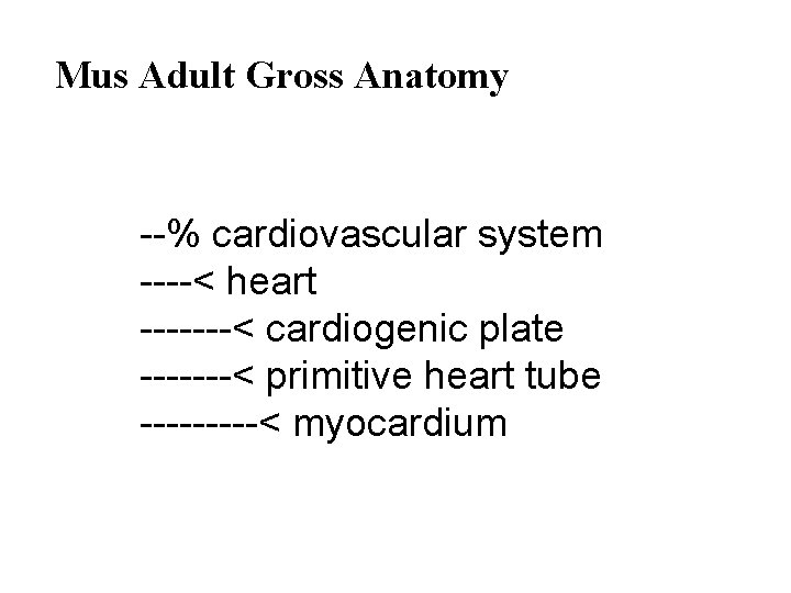 Mus Adult Gross Anatomy --% cardiovascular system ----< heart -------< cardiogenic plate -------< primitive