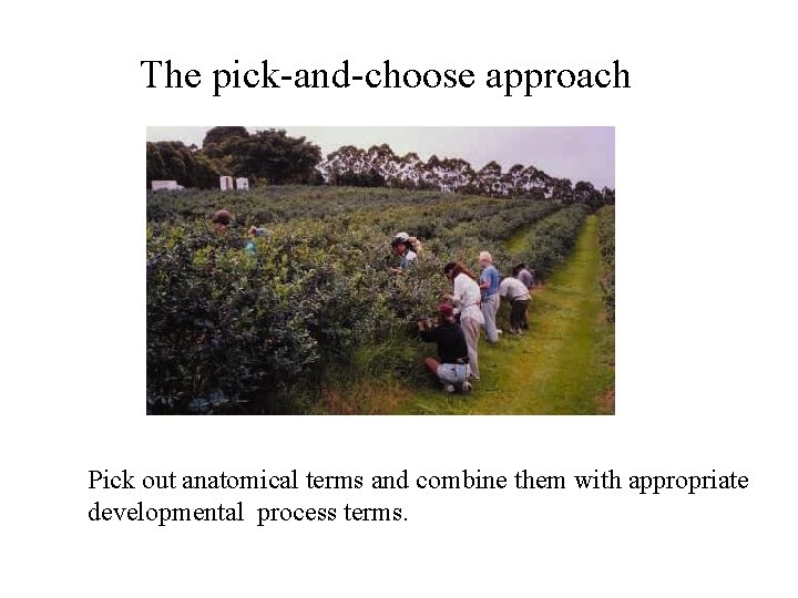 The pick-and-choose approach Pick out anatomical terms and combine them with appropriate developmental process