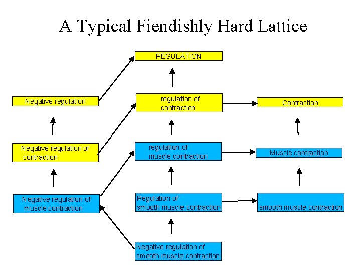 A Typical Fiendishly Hard Lattice REGULATION Negative regulation of contraction Contraction Negative regulation of