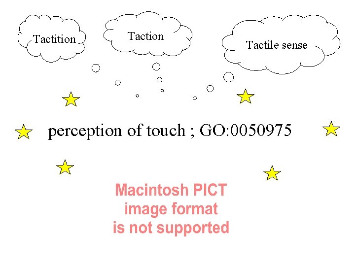 Tactition Tactile sense perception of touch ; GO: 0050975 