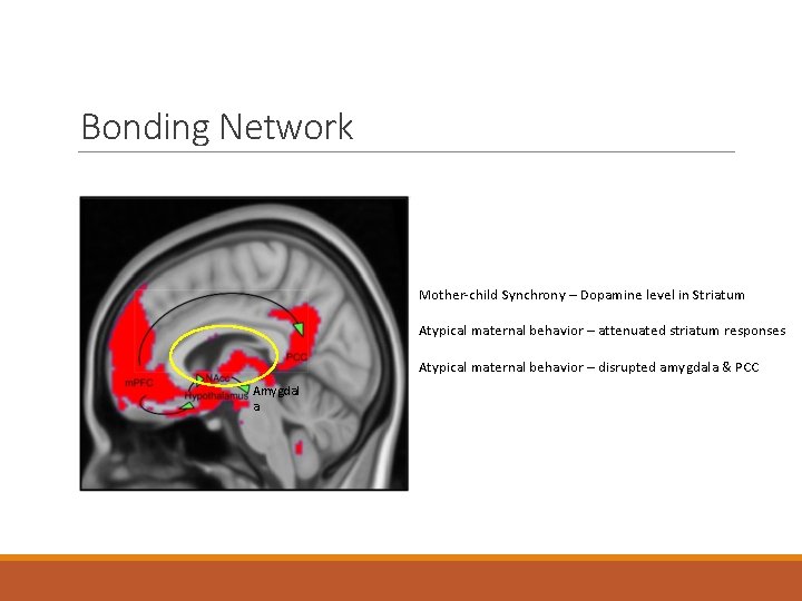 Bonding Network Mother-child Synchrony – Dopamine level in Striatum Atypical maternal behavior – attenuated Bonding Network Mother-child Synchrony – Dopamine level in Striatum Atypical maternal behavior – attenuated