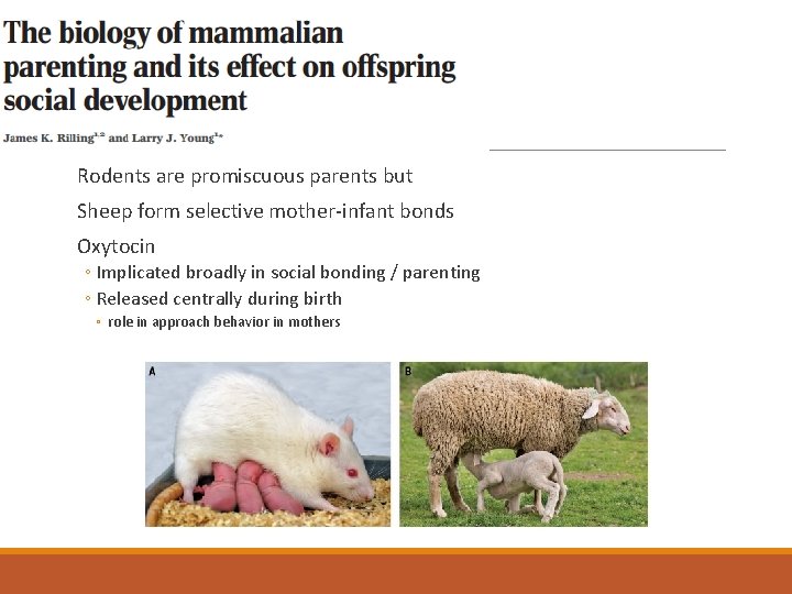Rodents are promiscuous parents but Sheep form selective mother-infant bonds Oxytocin ◦ Implicated broadly Rodents are promiscuous parents but Sheep form selective mother-infant bonds Oxytocin ◦ Implicated broadly