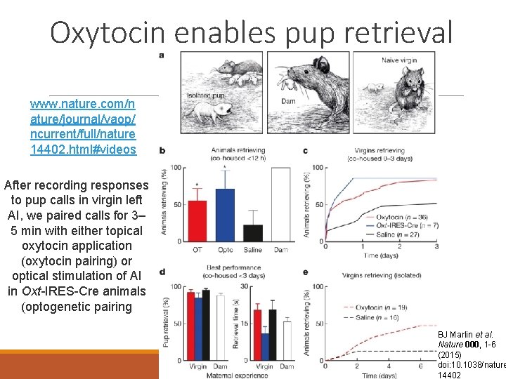 Oxytocin enables pup retrieval www. nature. com/n ature/journal/vaop/ ncurrent/full/nature 14402. html#videos After recording responses Oxytocin enables pup retrieval www. nature. com/n ature/journal/vaop/ ncurrent/full/nature 14402. html#videos After recording responses