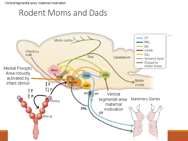 Ventral tegmental area: maternal motivation Rodent Moms and Dads Ventral tegmental area: maternal motivation Ventral tegmental area: maternal motivation Rodent Moms and Dads Ventral tegmental area: maternal motivation