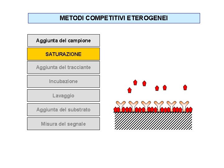 METODI COMPETITIVI ETEROGENEI Aggiunta del campione SATURAZIONE Aggiunta del tracciante Incubazione Lavaggio Aggiunta del