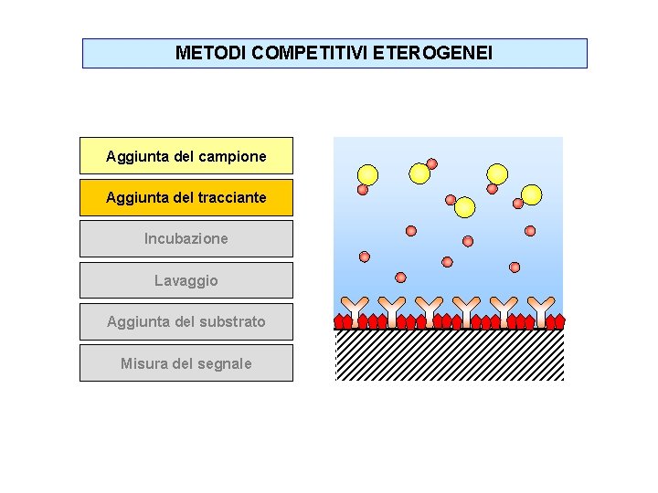 METODI COMPETITIVI ETEROGENEI Aggiunta del campione Aggiunta del tracciante Incubazione Lavaggio Aggiunta del substrato