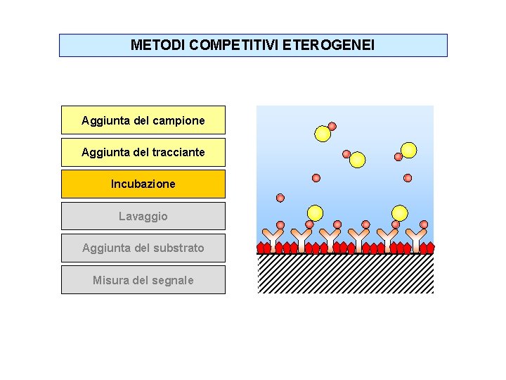 METODI COMPETITIVI ETEROGENEI Aggiunta del campione Aggiunta del tracciante Incubazione Lavaggio Aggiunta del substrato