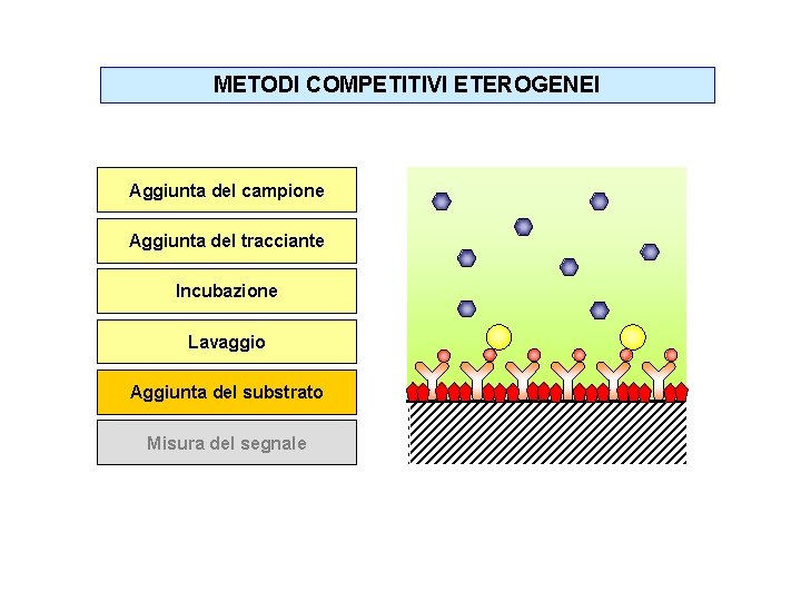 METODI COMPETITIVI ETEROGENEI Aggiunta del campione Aggiunta del tracciante Incubazione Lavaggio Aggiunta del substrato