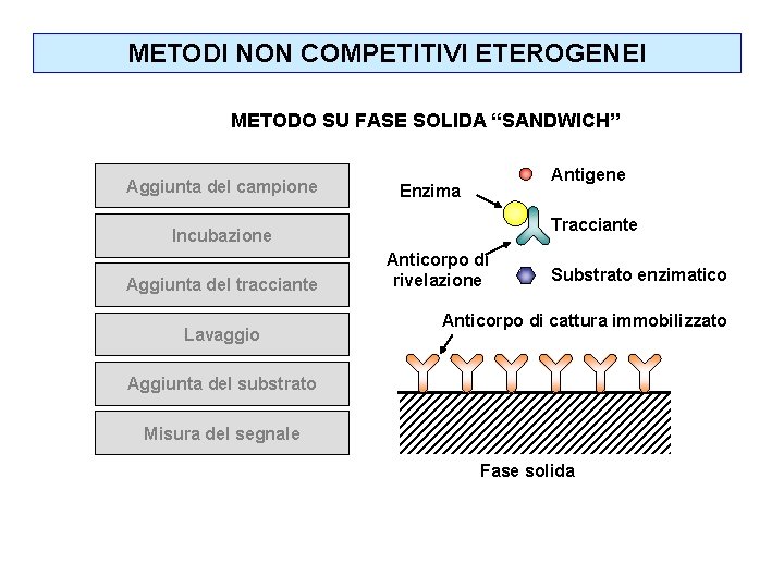 METODI NON COMPETITIVI ETEROGENEI METODO SU FASE SOLIDA “SANDWICH” Aggiunta del campione Antigene Enzima