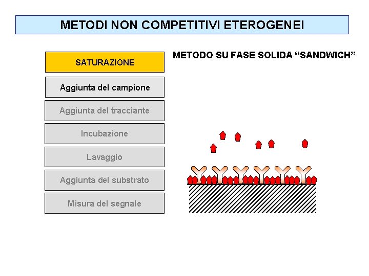 METODI NON COMPETITIVI ETEROGENEI SATURAZIONE Aggiunta del campione Aggiunta del tracciante Incubazione Lavaggio Aggiunta