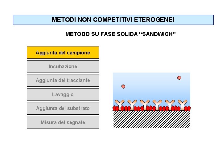 METODI NON COMPETITIVI ETEROGENEI METODO SU FASE SOLIDA “SANDWICH” Aggiunta del campione Incubazione Aggiunta