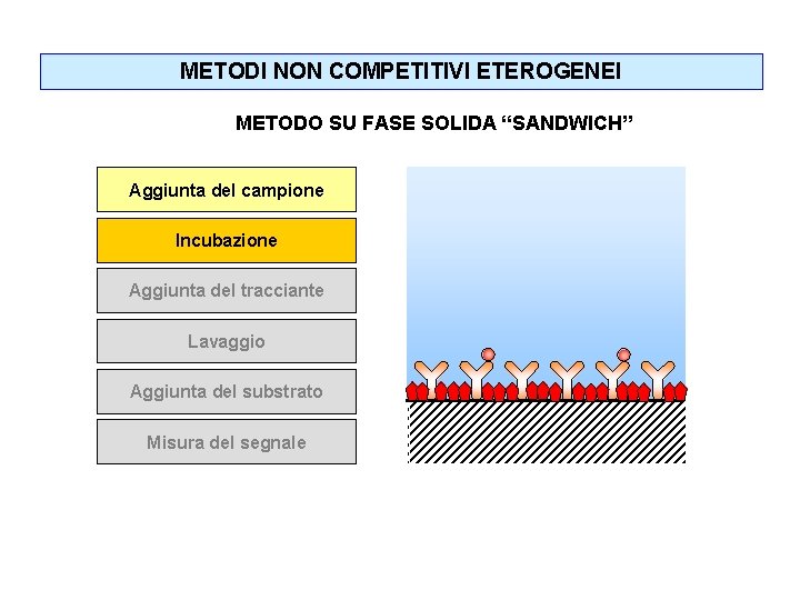 METODI NON COMPETITIVI ETEROGENEI METODO SU FASE SOLIDA “SANDWICH” Aggiunta del campione Incubazione Aggiunta