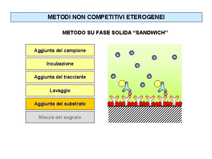 METODI NON COMPETITIVI ETEROGENEI METODO SU FASE SOLIDA “SANDWICH” Aggiunta del campione Incubazione Aggiunta