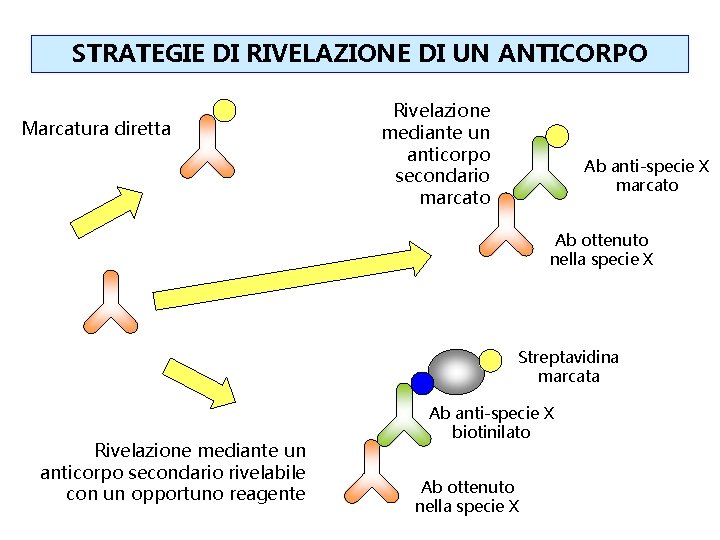 STRATEGIE DI RIVELAZIONE DI UN ANTICORPO Marcatura diretta Rivelazione mediante un anticorpo secondario marcato