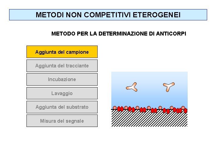 METODI NON COMPETITIVI ETEROGENEI METODO PER LA DETERMINAZIONE DI ANTICORPI Aggiunta del campione Aggiunta