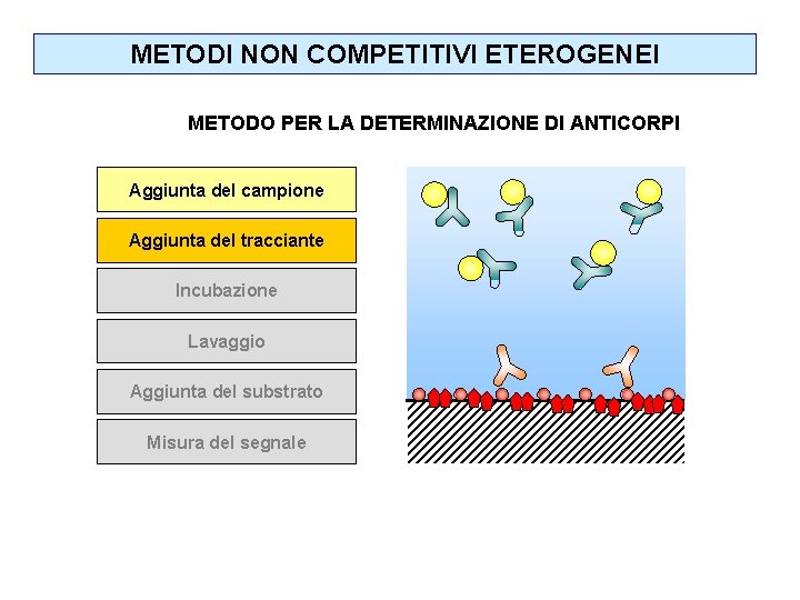 METODI NON COMPETITIVI ETEROGENEI METODO PER LA DETERMINAZIONE DI ANTICORPI Aggiunta del campione Aggiunta