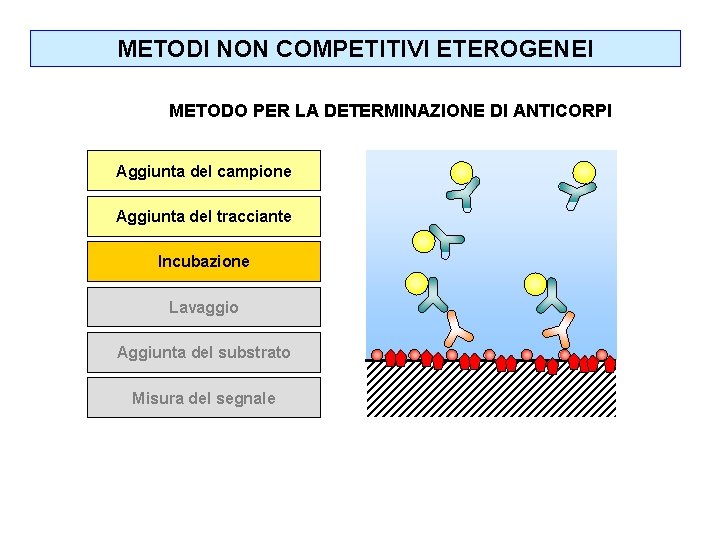 METODI NON COMPETITIVI ETEROGENEI METODO PER LA DETERMINAZIONE DI ANTICORPI Aggiunta del campione Aggiunta