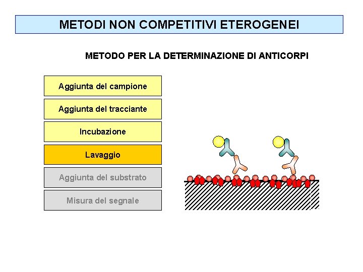 METODI NON COMPETITIVI ETEROGENEI METODO PER LA DETERMINAZIONE DI ANTICORPI Aggiunta del campione Aggiunta