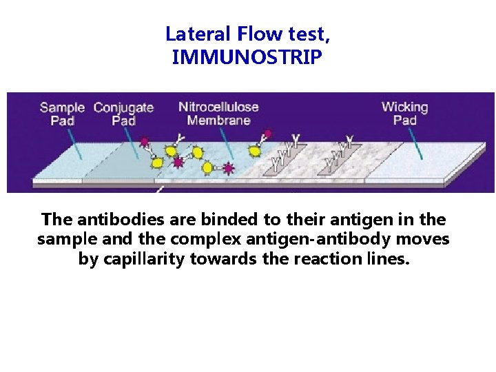 Lateral Flow test, IMMUNOSTRIP The antibodies are binded to their antigen in the sample