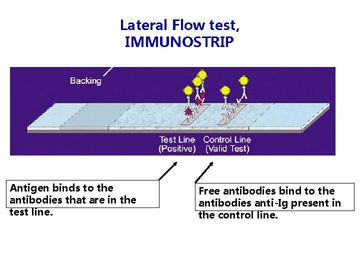 Lateral Flow test, IMMUNOSTRIP Antigen binds to the antibodies that are in the test