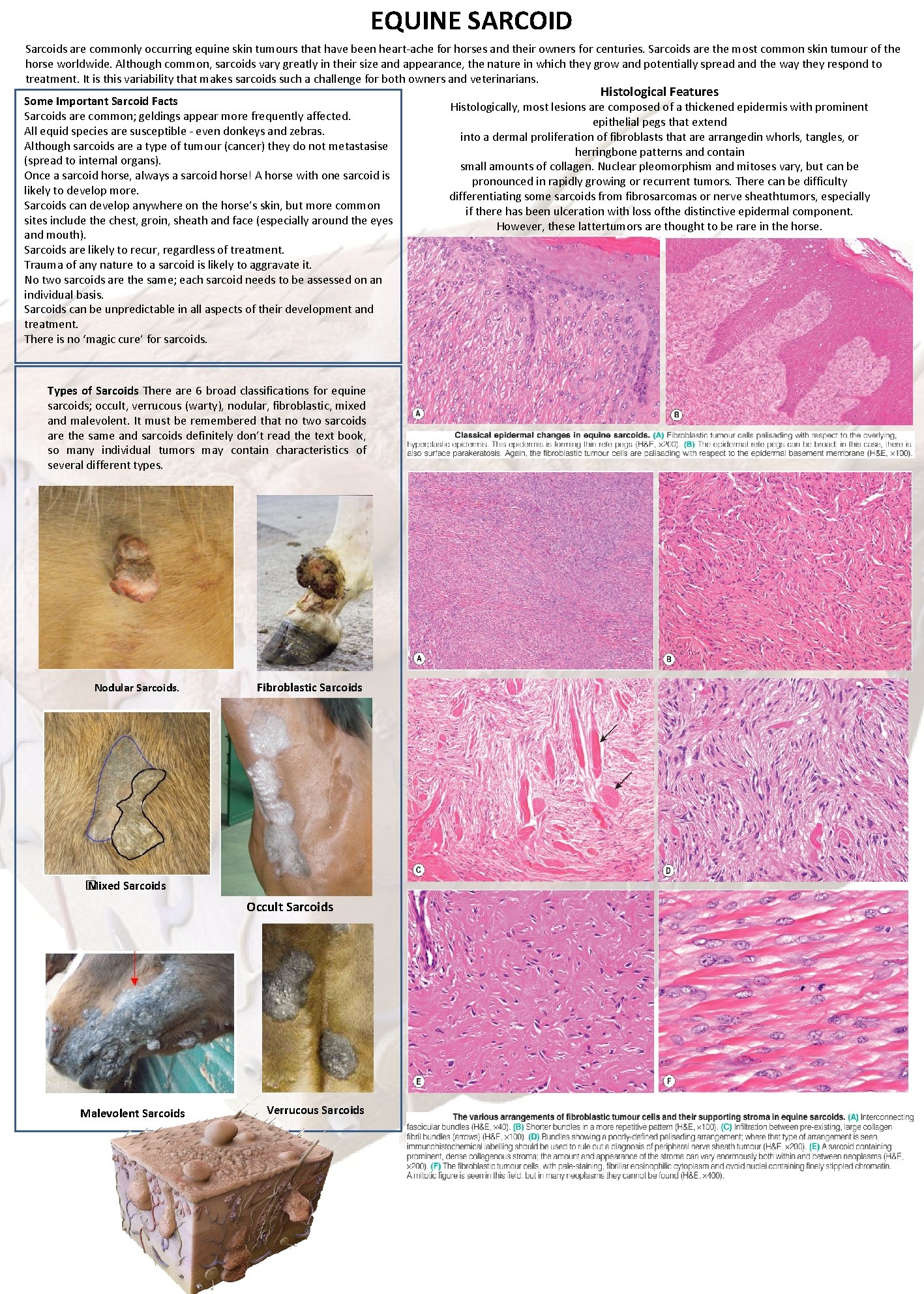 EQUINE SARCOID Sarcoids are commonly occurring equine skin tumours that have been heart-ache for