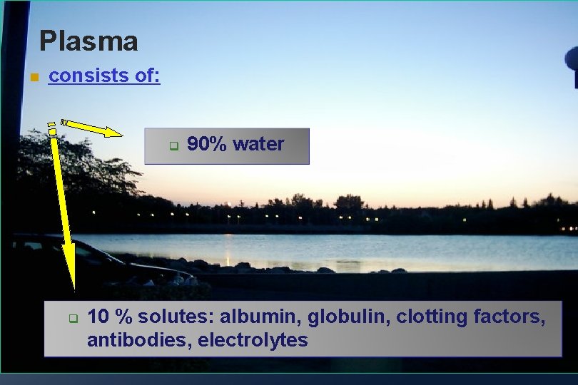 Plasma consists of: 90% water 10 % solutes: albumin, globulin, clotting factors, antibodies, electrolytes Plasma consists of: 90% water 10 % solutes: albumin, globulin, clotting factors, antibodies, electrolytes