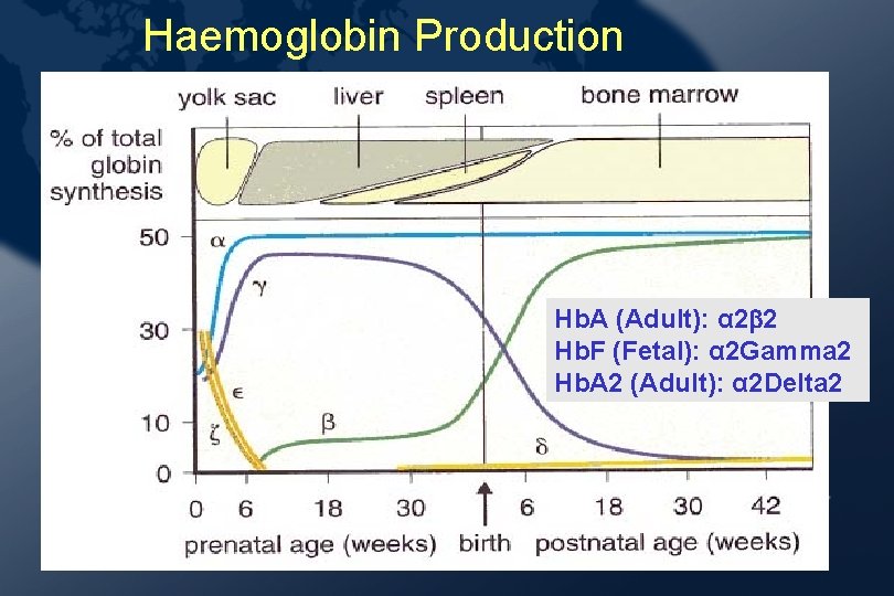 Haemoglobin Production Hb. A (Adult): α 2 2 Hb. F (Fetal): α 2 Gamma Haemoglobin Production Hb. A (Adult): α 2 2 Hb. F (Fetal): α 2 Gamma