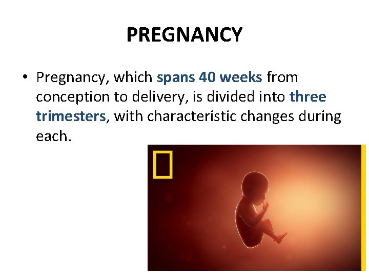 PREGNANCY • Pregnancy, which spans 40 weeks from conception to delivery, is divided into