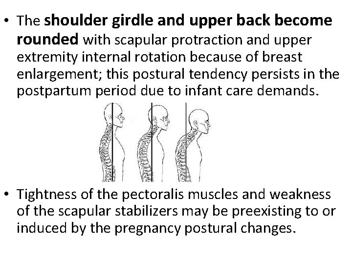  • The shoulder girdle and upper back become rounded with scapular protraction and