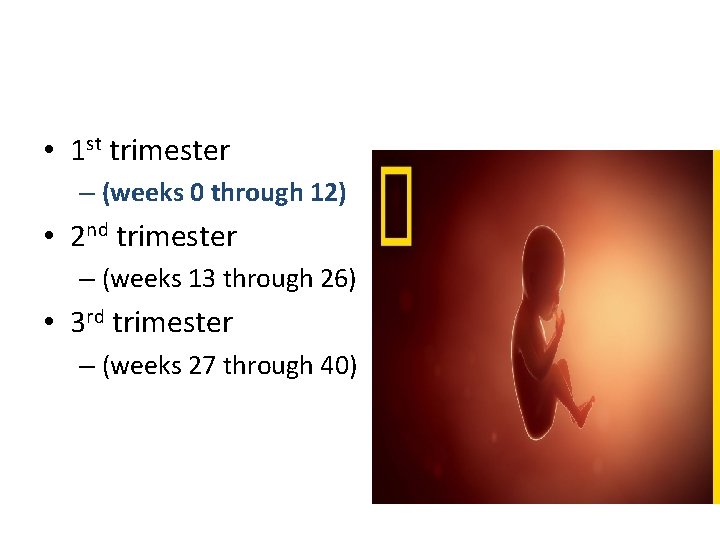  • 1 st trimester – (weeks 0 through 12) • 2 nd trimester