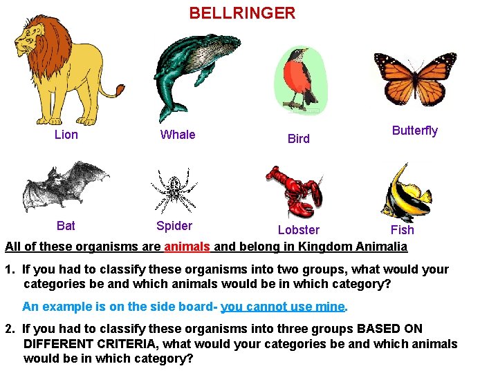 BELLRINGER Whale Lion Bat Whale Bird Butterfly Spider Lobster Fish All of these organisms