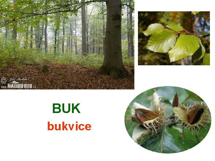 BUK bukvice 