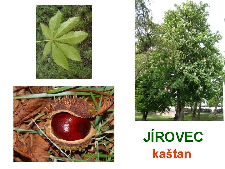 JÍROVEC kaštan 