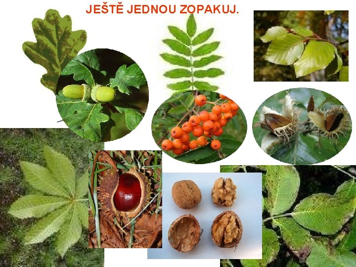 JEŠTĚ JEDNOU ZOPAKUJ. 