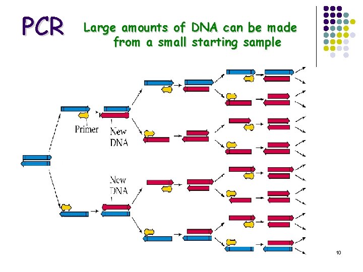 PCR Large amounts of DNA can be made from a small starting sample 10