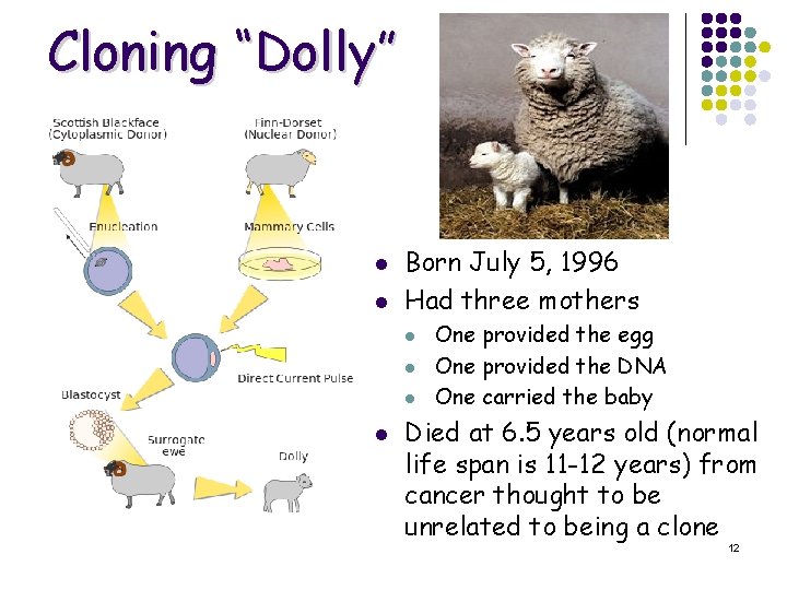 Cloning “Dolly” l l Born July 5, 1996 Had three mothers l l One