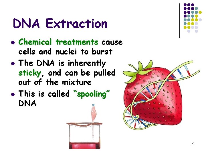 DNA Extraction l l l Chemical treatments cause cells and nuclei to burst The