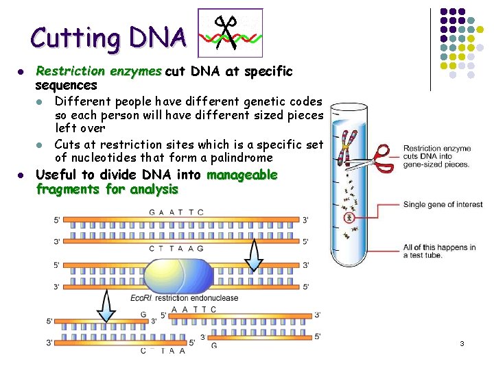 Cutting DNA l Restriction enzymes cut DNA at specific sequences l l l Different