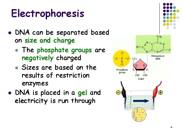 Electrophoresis l l DNA can be separated based on size and charge l The