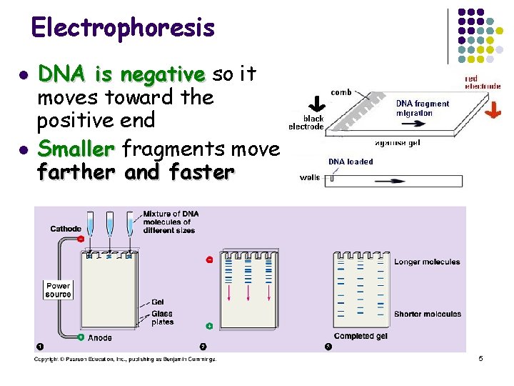 Electrophoresis l l DNA is negative so it moves toward the positive end Smaller