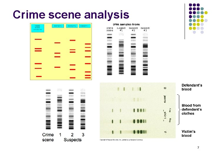 Crime scene analysis 7 