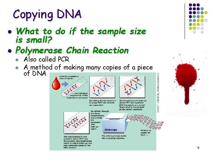 Copying DNA l l What to do if the sample size is small? Polymerase