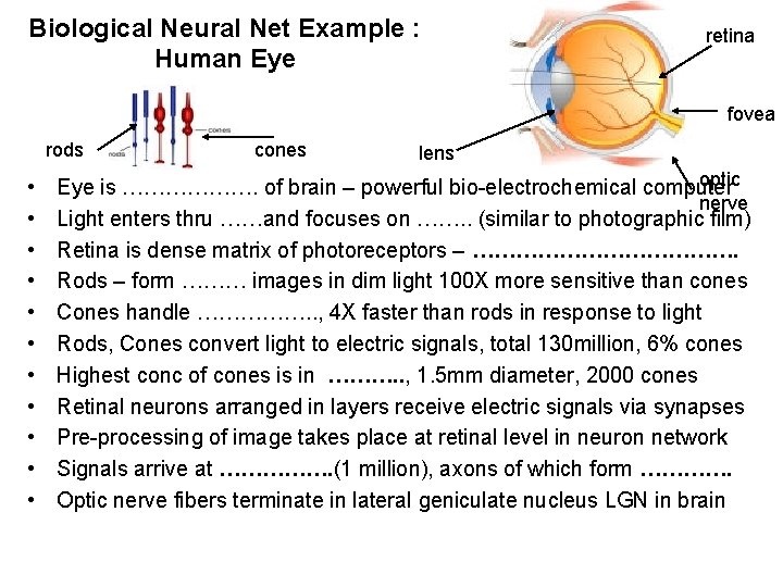 Biological Neural Net Example : Human Eye retina fovea rods • • • cones