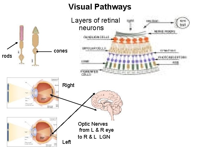 Visual Pathways Layers of retinal neurons rods cones Right Left Optic Nerves from L