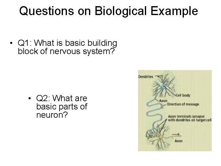 Questions on Biological Example • Q 1: What is basic building block of nervous